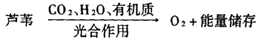 污水的濕地處理