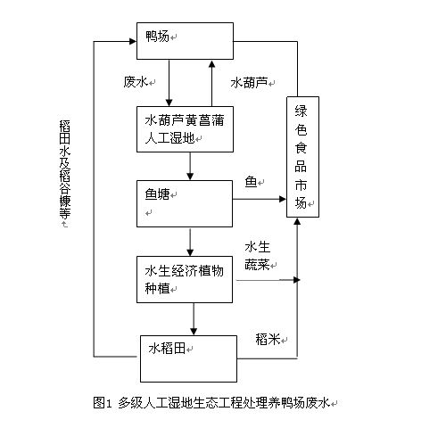 【污水處理技術(shù)】水生植物在人工濕地廢水凈化中的應(yīng)用