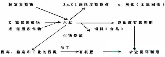 【污水處理技術(shù)】城市污泥植物處理系統(tǒng)與污泥中轉(zhuǎn)處理場建設(shè)